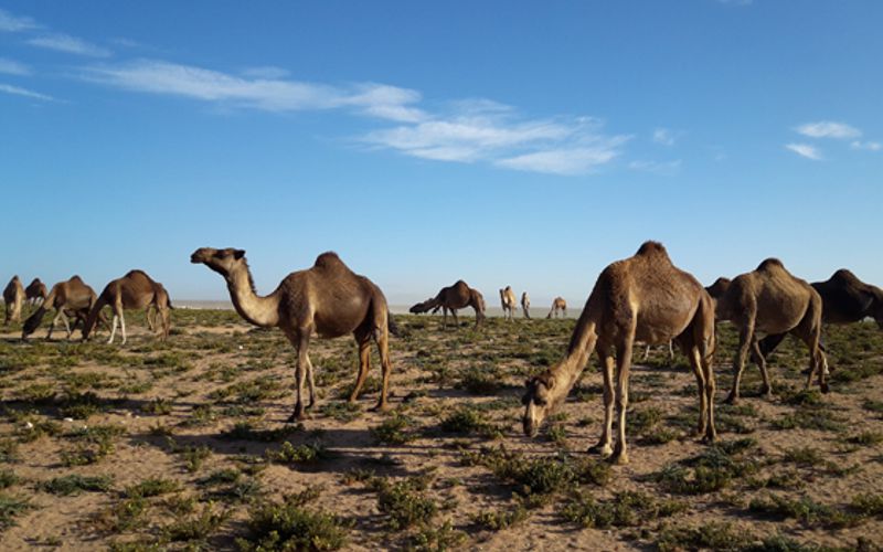 Holiday Yoga Reise - Marokko - 02 - Trekking Sahara